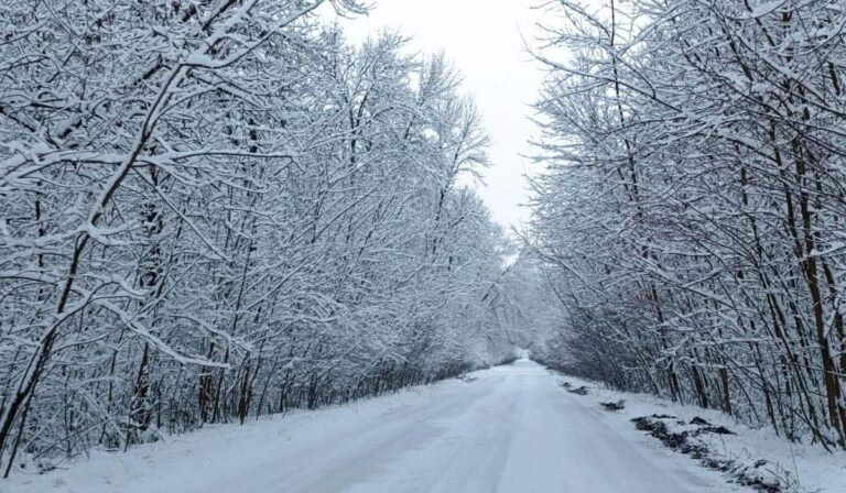 A hólepte salánki erdő