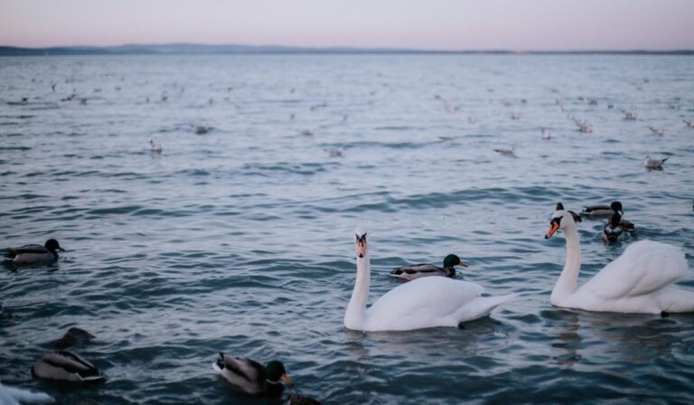 Képeslap a Balatonról