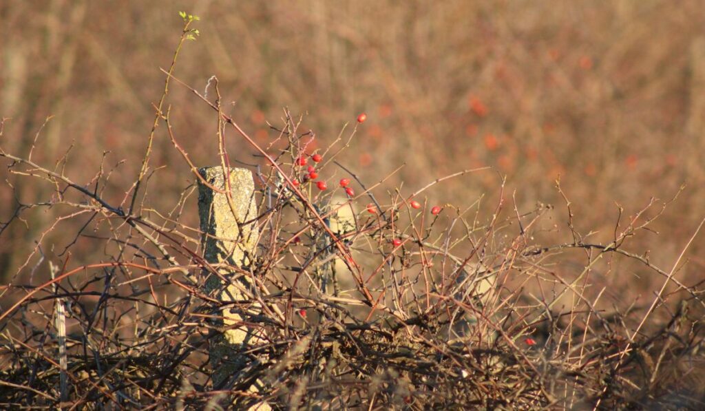 csipkebogyó február