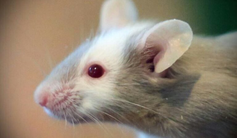 Könyvajánló: Virágot Algernonnak