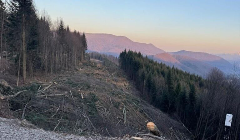 Az erdőírtás ellen tiltakoznak a lakosok Beregszikláson