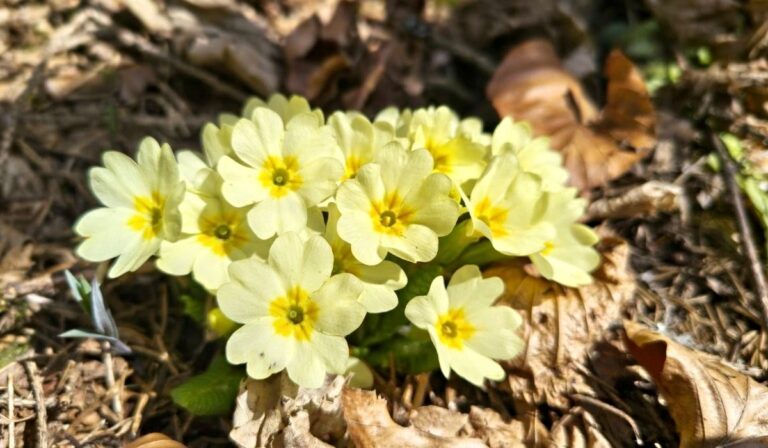 A tavasz hírnökei: a kankalinok megjelenése és jelentése