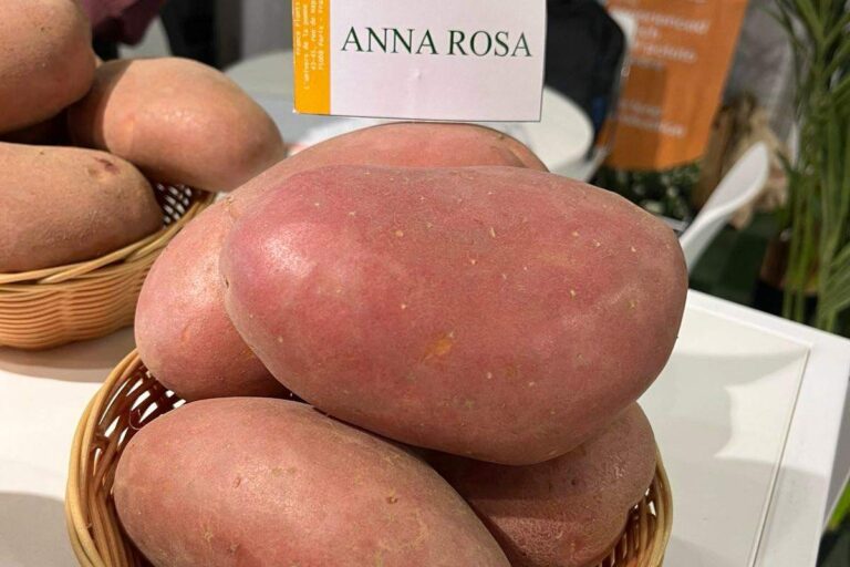 Új burgonyafajtát regisztráltak Ukrajnában