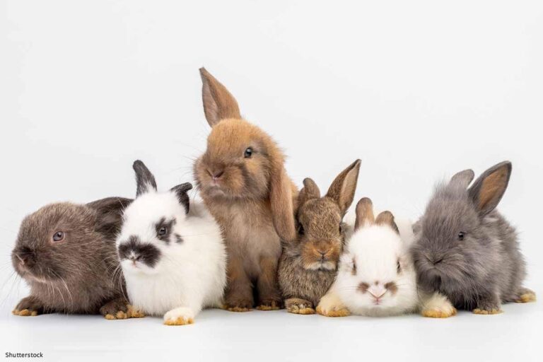 Állatvédők: ne ajándékozzunk élő állatot húsvétra