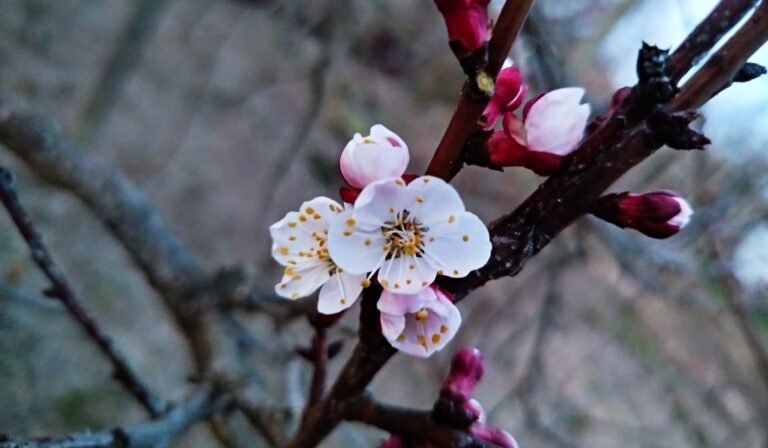 Szirmot bont…