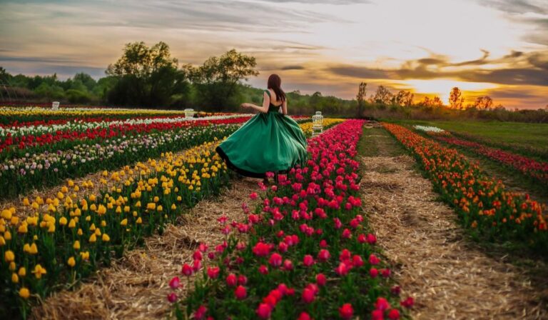 Paradise Park: tulipánszezon Kistégláson