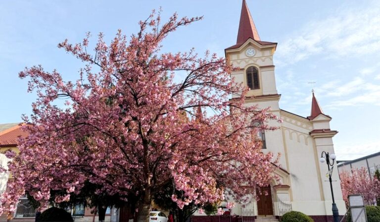 Szakuravirágzás Técsőn