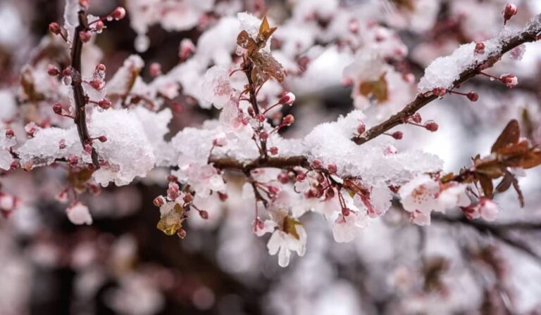 Jelentős fagyveszély: -5 °C-ig süllyedhet a levegő hőmérséklete éjszaka