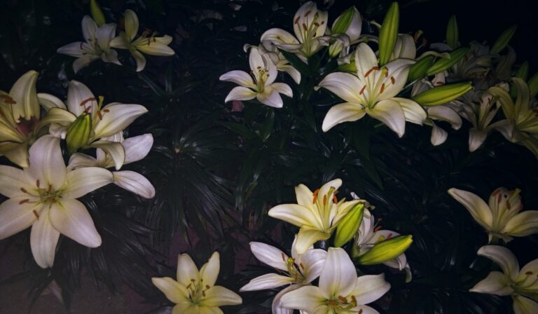 Liliomok este