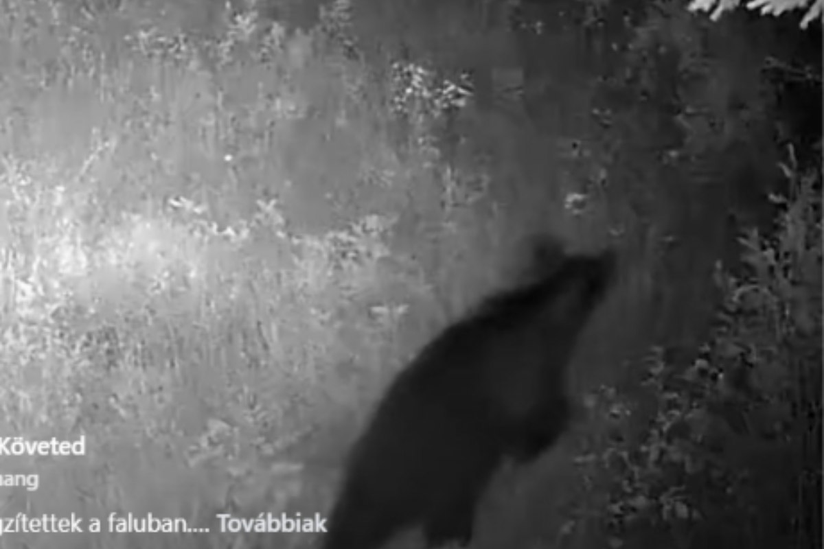 Barnamedvét filmeztek a Munkácsi járás Zúgó környékén