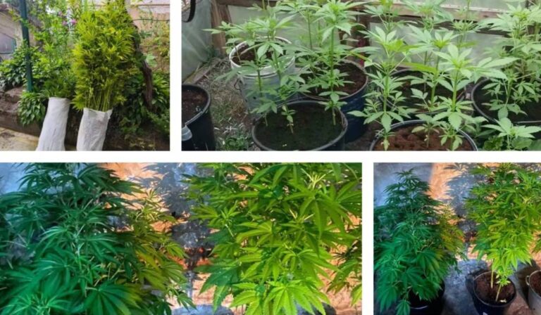 Otthonában termesztett kannabiszt egy férfi a Huszti járásban
