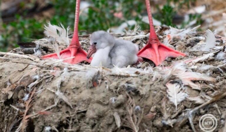 Flamingófiókák keltek ki a Nyíregyházi Állatparkban