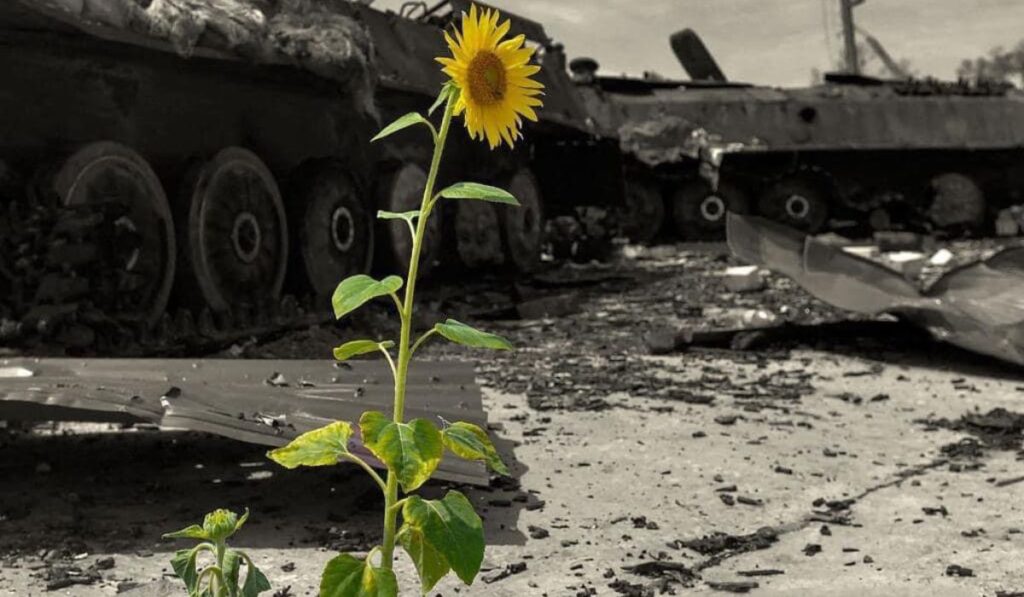 tank napraforgó