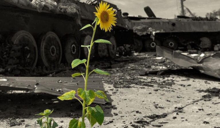 tank napraforgó