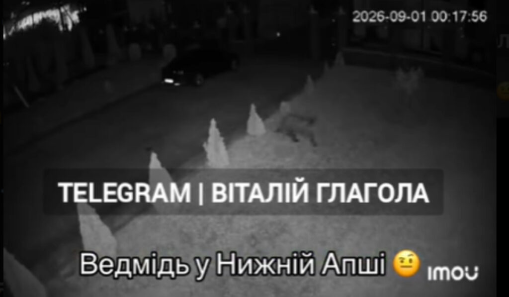Medve Alsóapsán